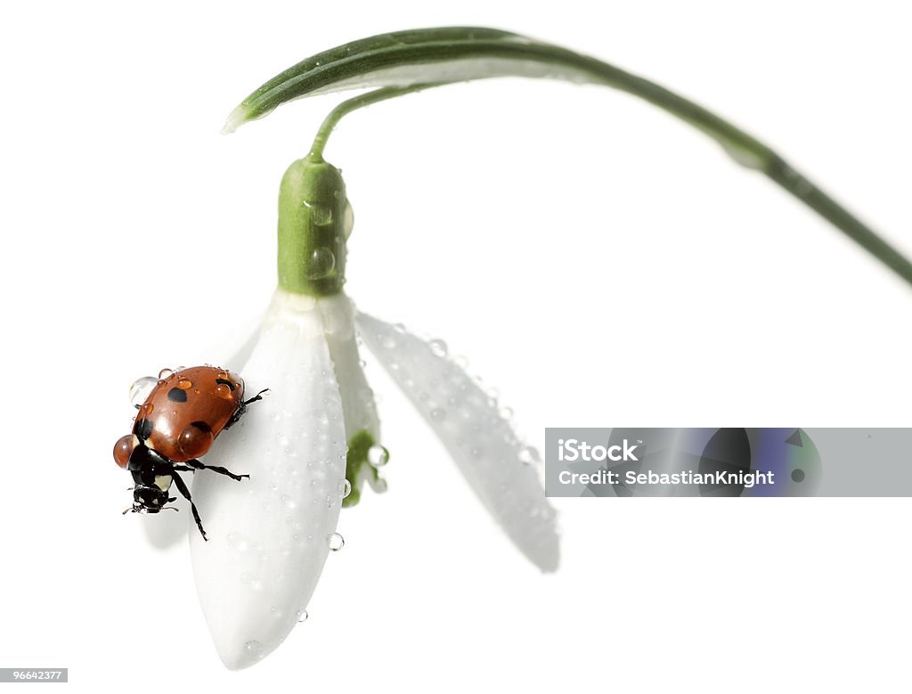 Gotas - Foto de stock de Agua libre de derechos