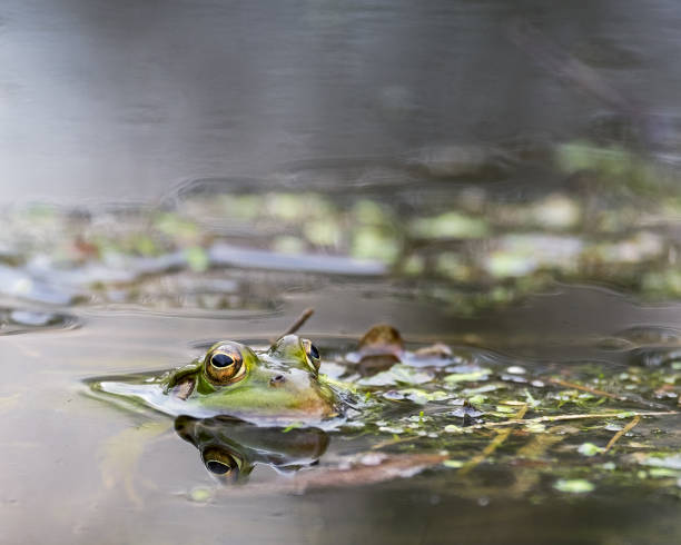istock Green frog in the swamp 966425626