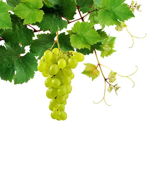 Photo of Isolated grapevine