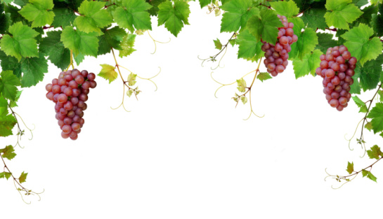 Fresh grapevine border with pink grapes, isolated on white background