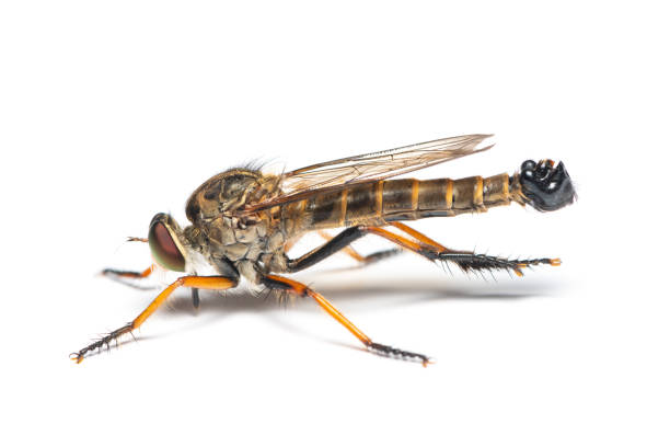 istock Asilidae fly or assassin fly isolated on white background 966426564