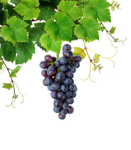fresca de grapevine - uva fotografías e imágenes de stock