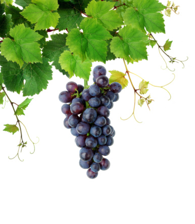 Overripe red wine grape in vineyard hanging on vine plant