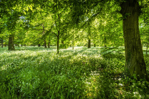 istock Flowering in the park in spring 966431508
