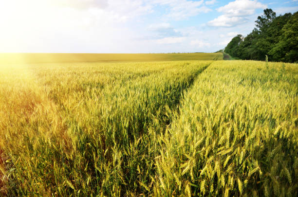 istock Wheat field summer sunny day under cloudy blue sky 966437722