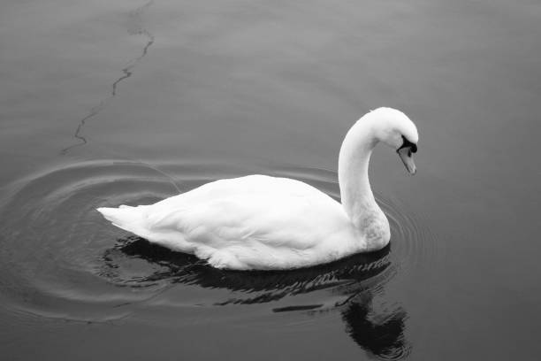 istock Swan on the lake Garda, Italy, black and white 966437746