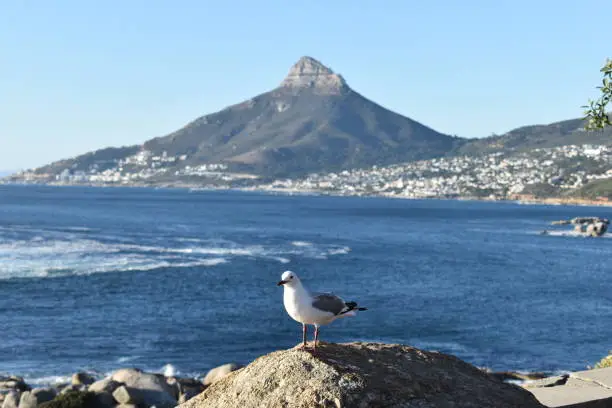 Photo of View of the Lions Head with a seagull in front in Cape Town, South Africa