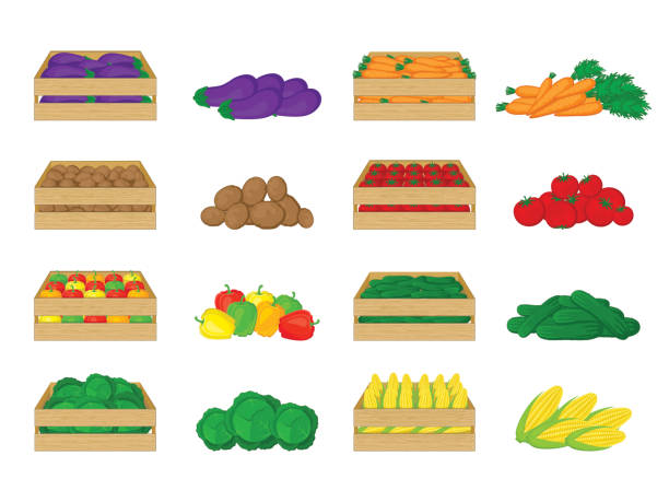 набор овощей в деревянных коробках, изолированных на белом фоне. баклажаны, картофель, перец, капуста, морковь, помидоры, огурцы, кукуруза. - raw potato isolated vegetable white background stock illustrations