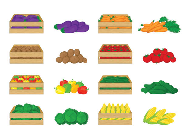 Set of vegetables in wooden boxes isolated on white background. Eggplant, potatoes, peppers, cabbage, carrots, tomatoes, cucumbers, corn. Set of vegetables in wooden boxes isolated on white background. Eggplant, potatoes, peppers, cabbage, carrots, tomatoes, cucumbers, corn. Organic food illustration. Fresh vegetables from the farm. pile of carrots stock illustrations