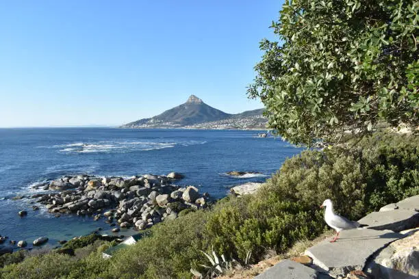 Photo of View of the Lions Head with a seagull in front in Cape Town, South Africa