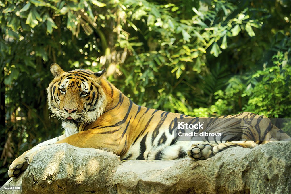 Tiger - Lizenzfrei Blick in die Kamera Stock-Foto