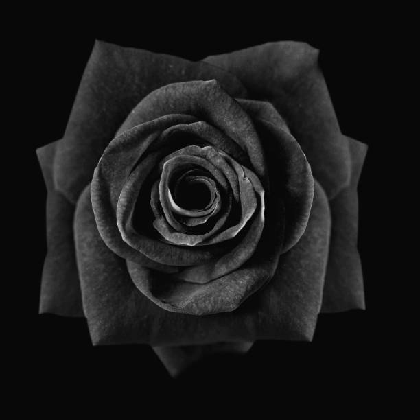 Dark red roses background, Red rose isolated on black background, Greeting card with a luxury roses, Image dark tone