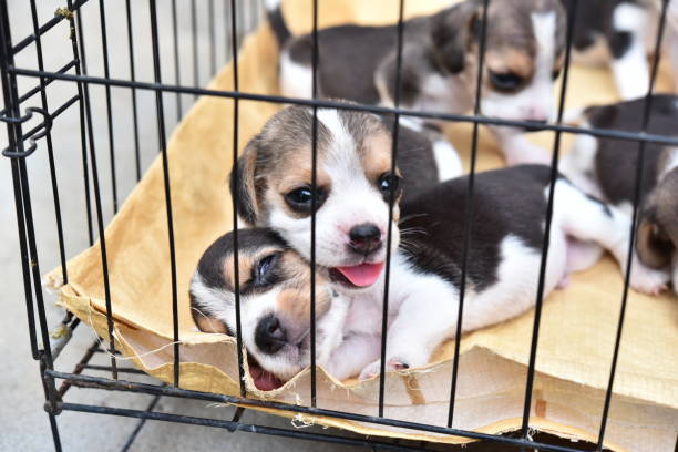 istock Cute little Beagles in dog cage 966444030