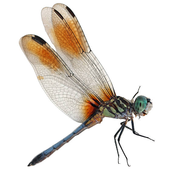 Blue Dragonfly  dragonfly photos stock pictures, royalty-free photos & images