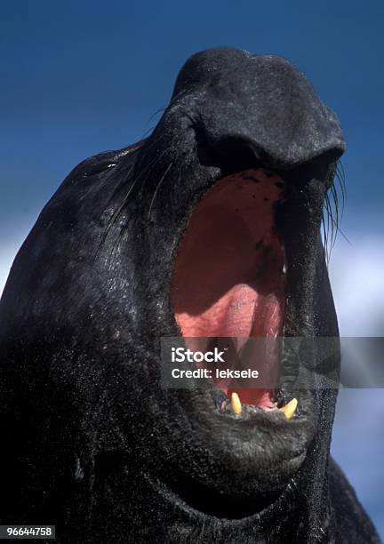 Морской Слон — стоковые фотографии и другие картинки Антарктика - Антарктика, Вертикальный, Веселье