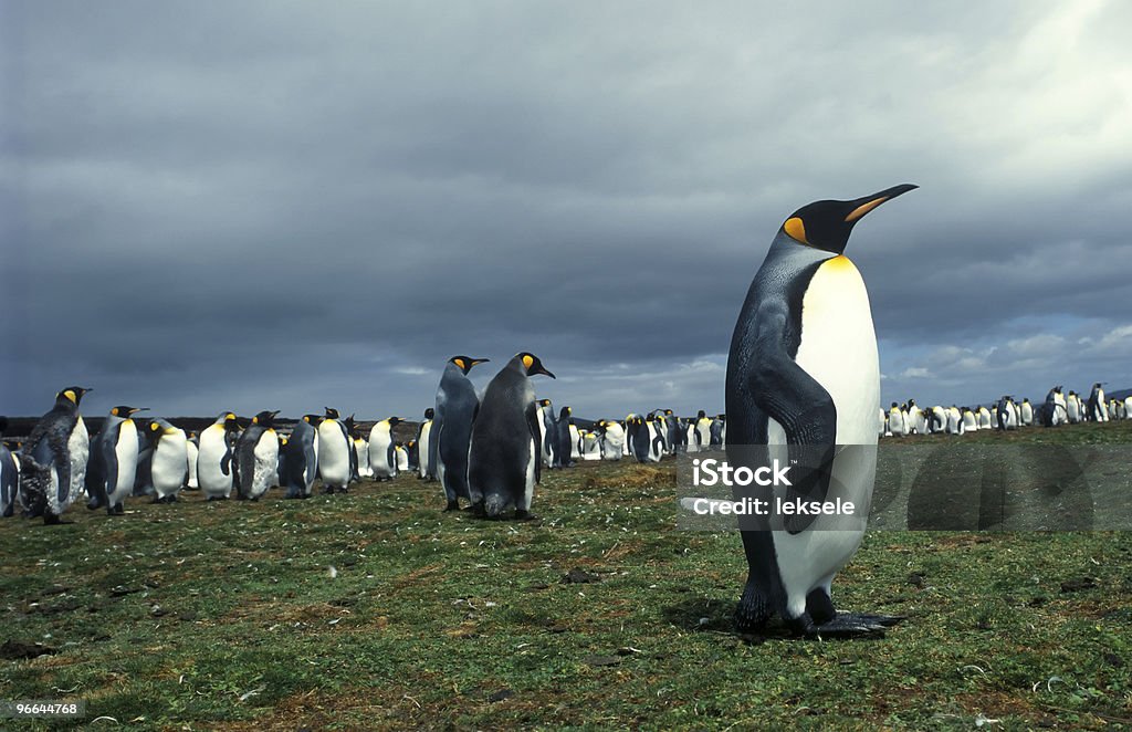 penguins mit King-Size-Bett - Lizenzfrei Abwarten Stock-Foto