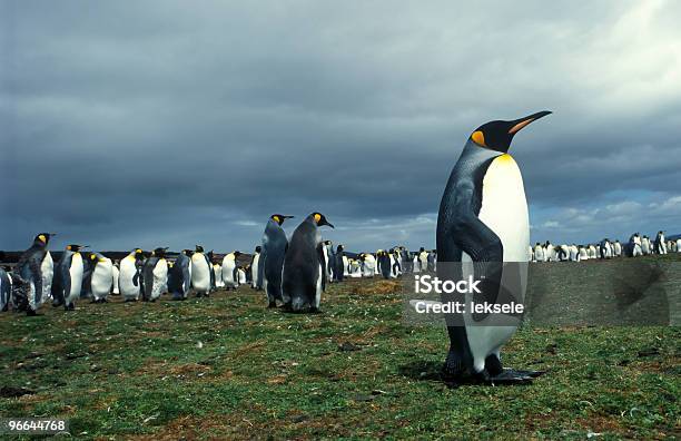 King Penguins - zdjęcia stockowe i więcej obrazów Antarktyda - Antarktyda, Badanie, Biały