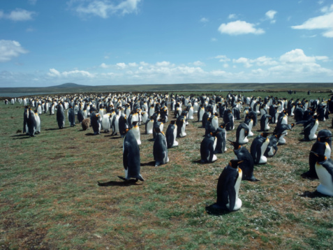 king penguins gather on the shores of south georgia