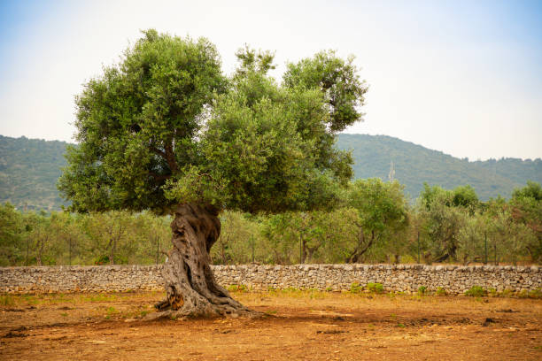 olive plantation with old olive tree in the apulia region of italy - olive tree imagens e fotografias de stock