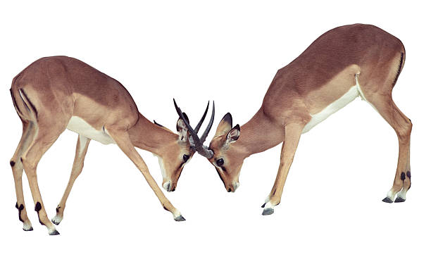 Two isolated fighting antelope with path  antelope photos stock pictures, royalty-free photos & images