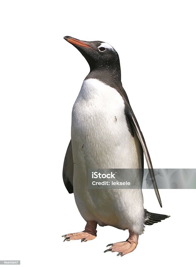 Gentoo penguin with clipping path  Penguin Stock Photo