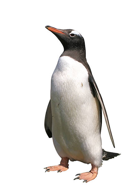 pingwin białobrewy z ścieżka odcinania - gentoo penguin zdjęcia i obrazy z banku zdjęć