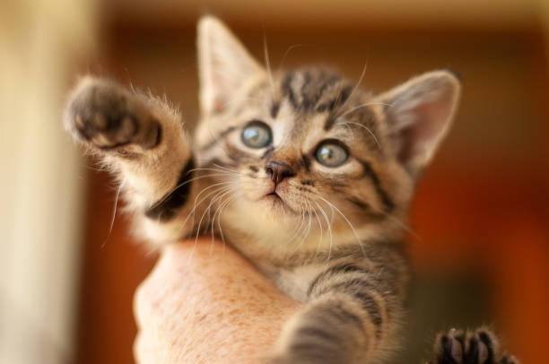 istock blue eyed baby kittens 966457572