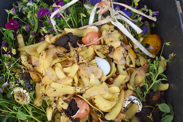 istock View into a bio container  with various organic wastes such as potato peels, eggs, escallion and flowers for recycling 966469690