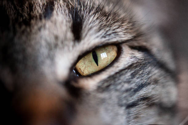 istock close up of cat's eye 966470216