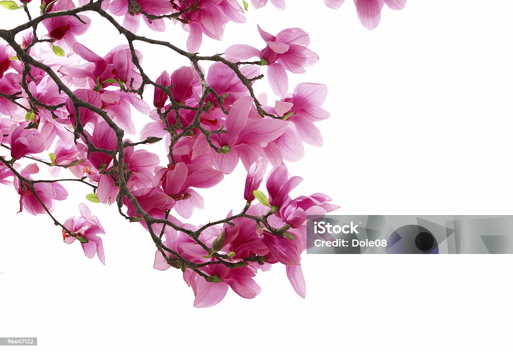 Magnolia  Blossom Stock Photo