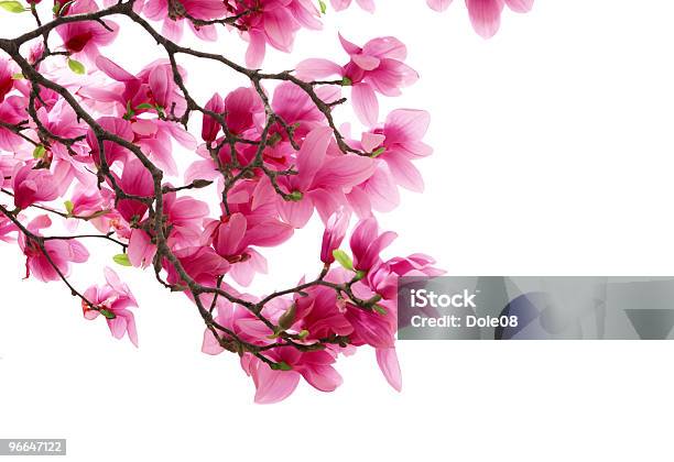 Magnolia Stock Photo - Download Image Now - Blossom, Botany, Branch - Plant Part