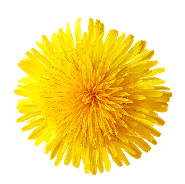 unico dente di leone - dandelion foto e immagini stock