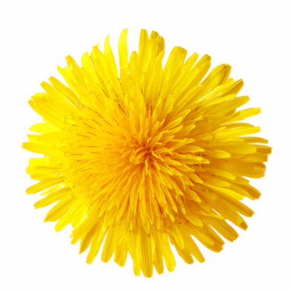 Macro. One yellow dandelions close-up top view. Isolated on white background.