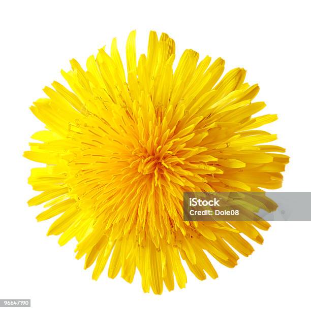 Single Dandelion Stock Photo - Download Image Now - Dandelion, Yellow, White Background