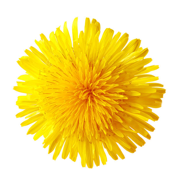 одноместный одуванчик - один цветок стоковые фото и изображения