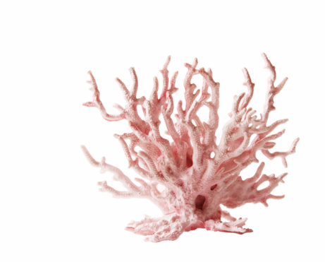 Rosa coral photo