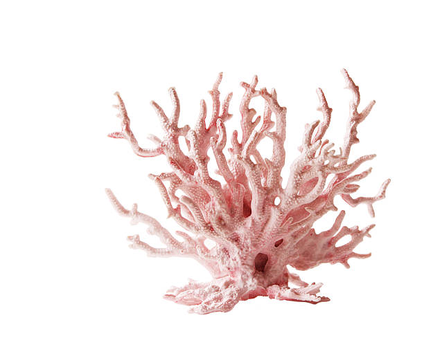 pink coral against white background - koraal stockfoto's en -beelden