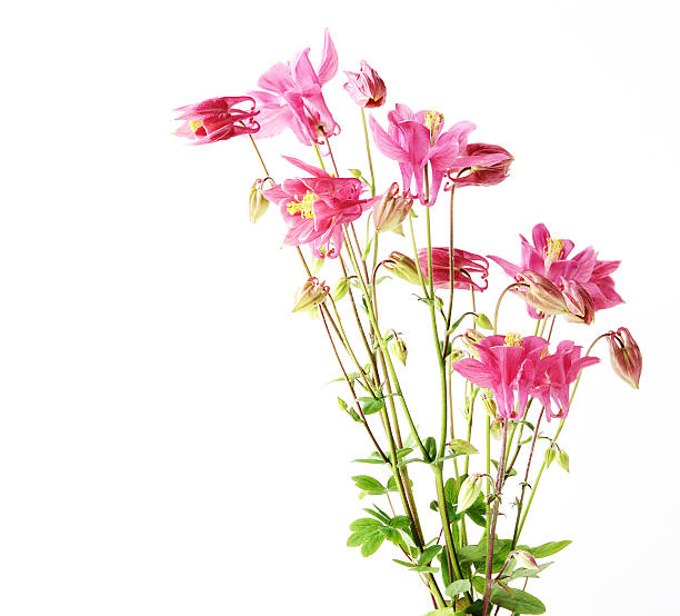 istock Aquilegia Columbine 96647308