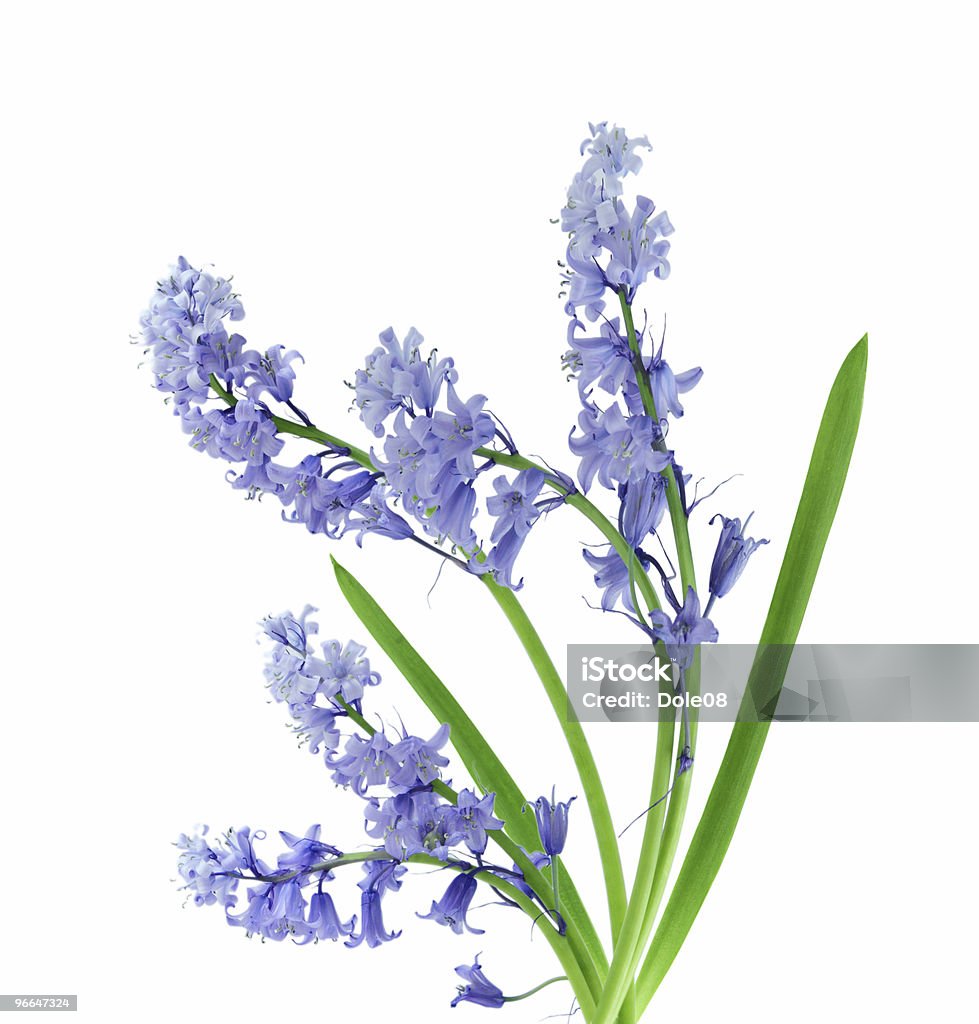 Bell fiore blu - Foto stock royalty-free di Campanula - Liliacee