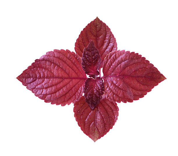 Red perilla  shiso photos stock pictures, royalty-free photos & images