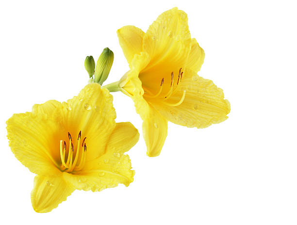 żółty daylily - daylily zdjęcia i obrazy z banku zdjęć