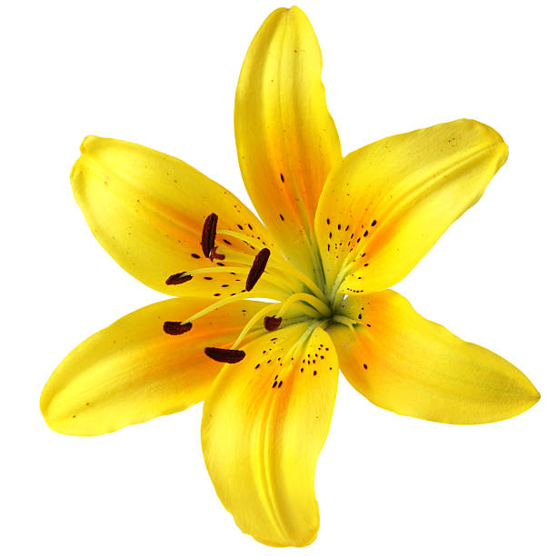 Yellow lily isolated on white background Single yellow lily flower head, isolated on white day lily stock pictures, royalty-free photos & images
