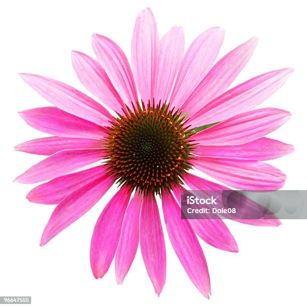 A Single Pink Coneflower On A White Background Stock Photo - Download Image Now - Coneflower, Cut Out, White Background