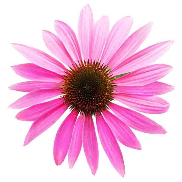 Pink coneflower head, isolated on white background, clipping path included