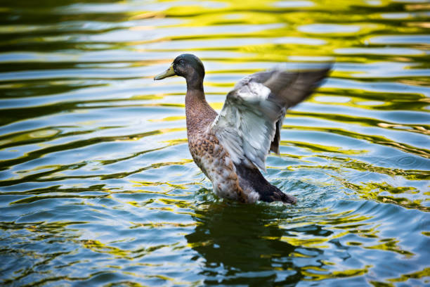 istock Green headed duck with opened wings. 966475818