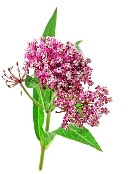 Free Clipart Milkweed Plants