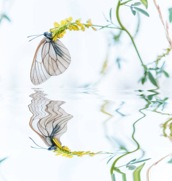 istock White butterfly and yellow flower 966478942