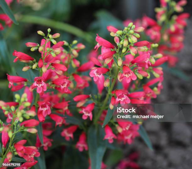 Scarlet Bugler Flower Beardlip Penstemon Stock Photo - Download Image Now - Penstemon, Plant, Basket