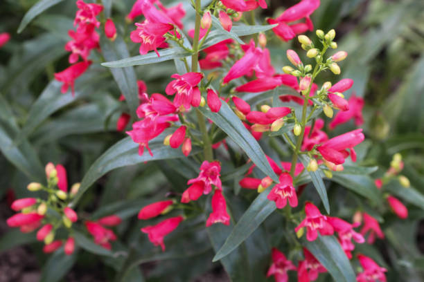 istock Scarlet bugler flower, Beardlip penstemon 966479322