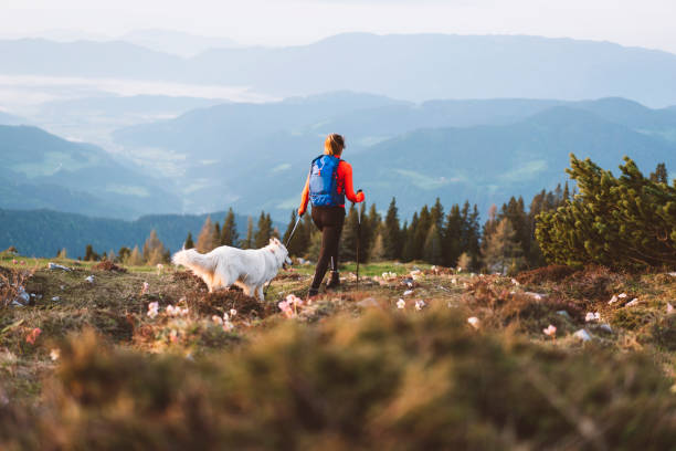 istock Beautiful nature in Swiss Natinal park 966483196